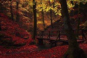 nature, Landscape, Creeks, Bridge, Walkway, Forest, Fall, Leaves, Trees, Red, Yellow