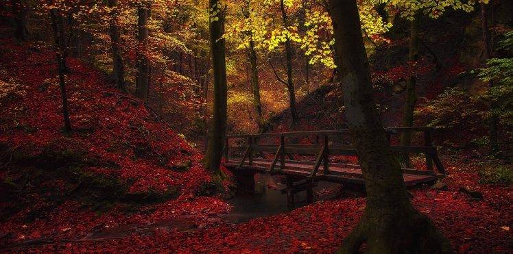 nature, Landscape, Creeks, Bridge, Walkway, Forest, Fall, Leaves, Trees, Red, Yellow HD Wallpaper Desktop Background