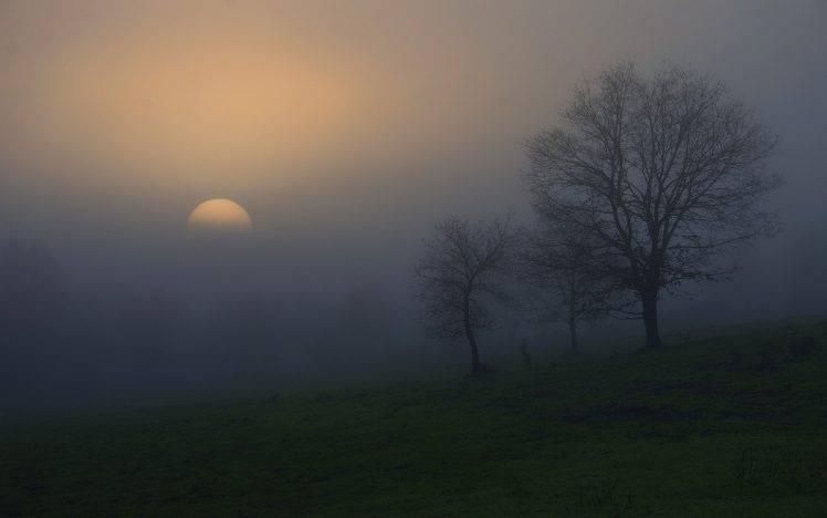 nature, Landscape, Sunrise, Mist, Grass, Trees, Morning, Atmosphere HD Wallpaper Desktop Background