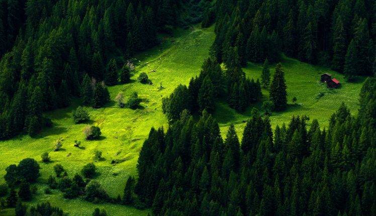 trees, Nature, Green, Landscape HD Wallpaper Desktop Background