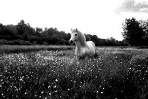horse, Unicorn, Monochrome, Flowers, Sky
