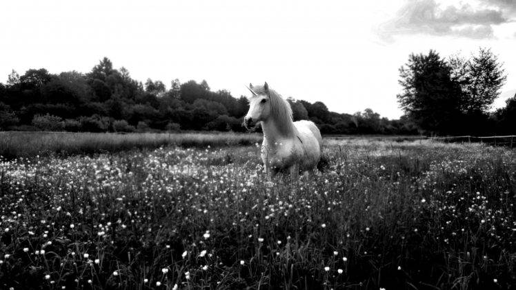 horse, Unicorn, Monochrome, Flowers, Sky HD Wallpaper Desktop Background