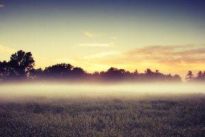 photography, Nature, Landscape, Field, Trees, Mist, Sunrise, Grass