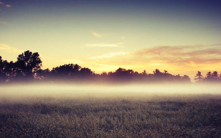 photography, Nature, Landscape, Field, Trees, Mist, Sunrise, Grass HD Wallpaper Desktop Background