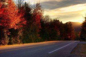 photography, Nature, Landscape, Road, Fall, Trees, Plants