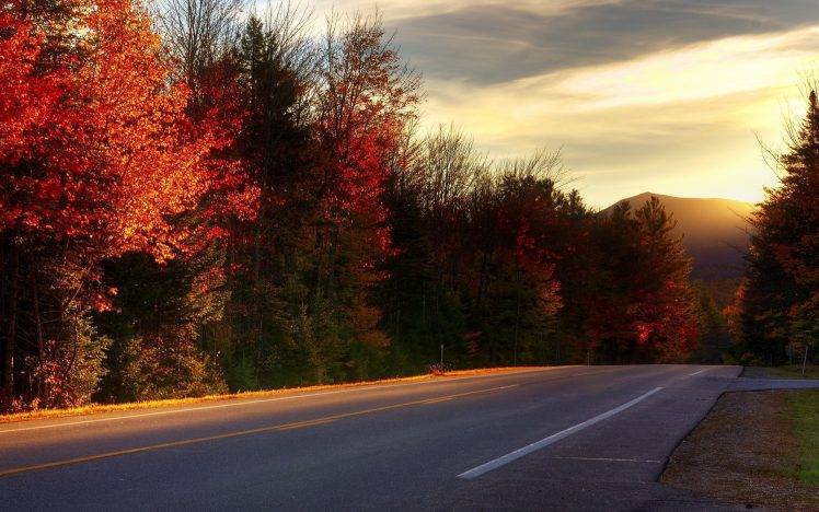 photography, Nature, Landscape, Road, Fall, Trees, Plants HD Wallpaper Desktop Background