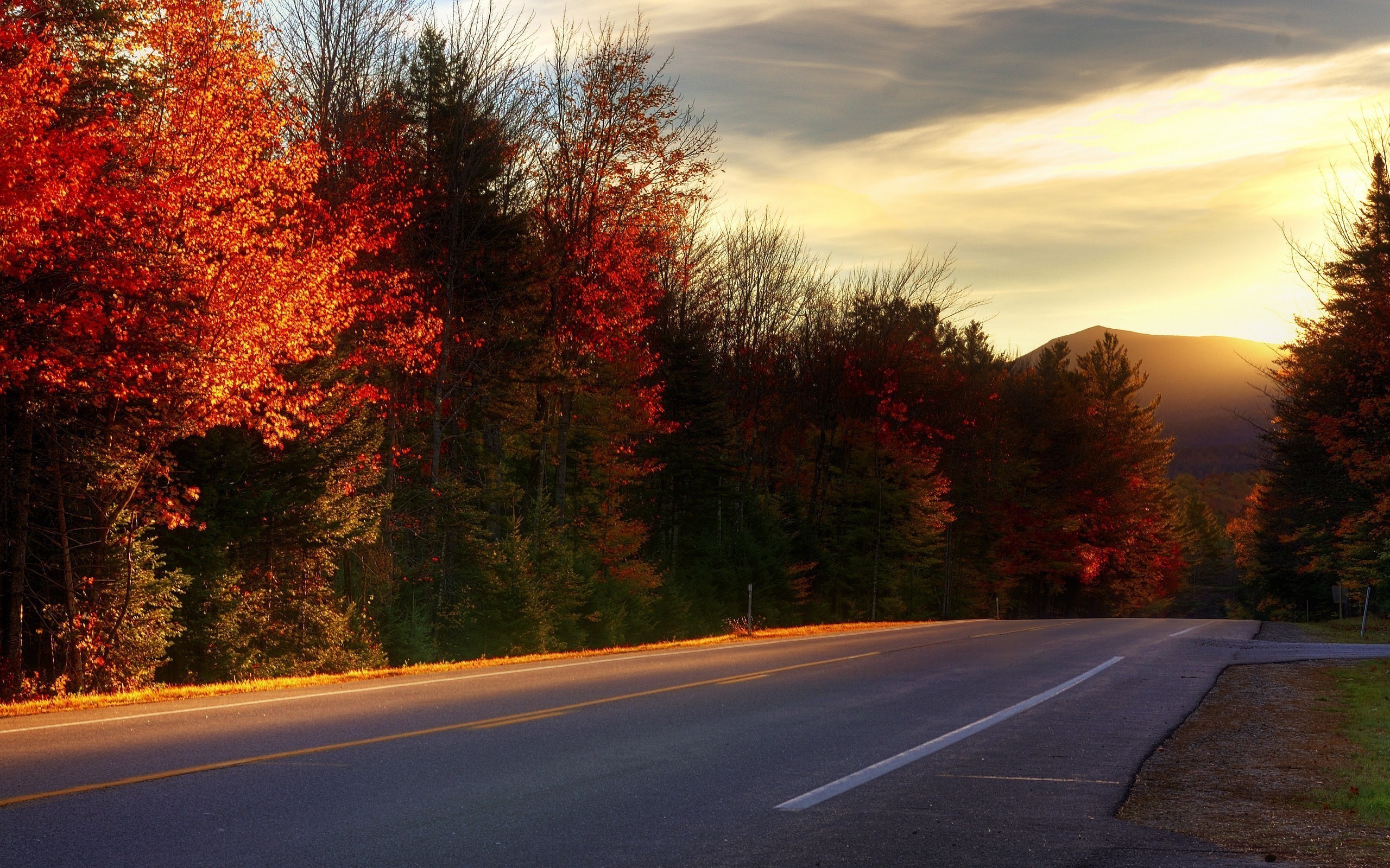 photography, Nature, Landscape, Road, Fall, Trees, Plants Wallpaper