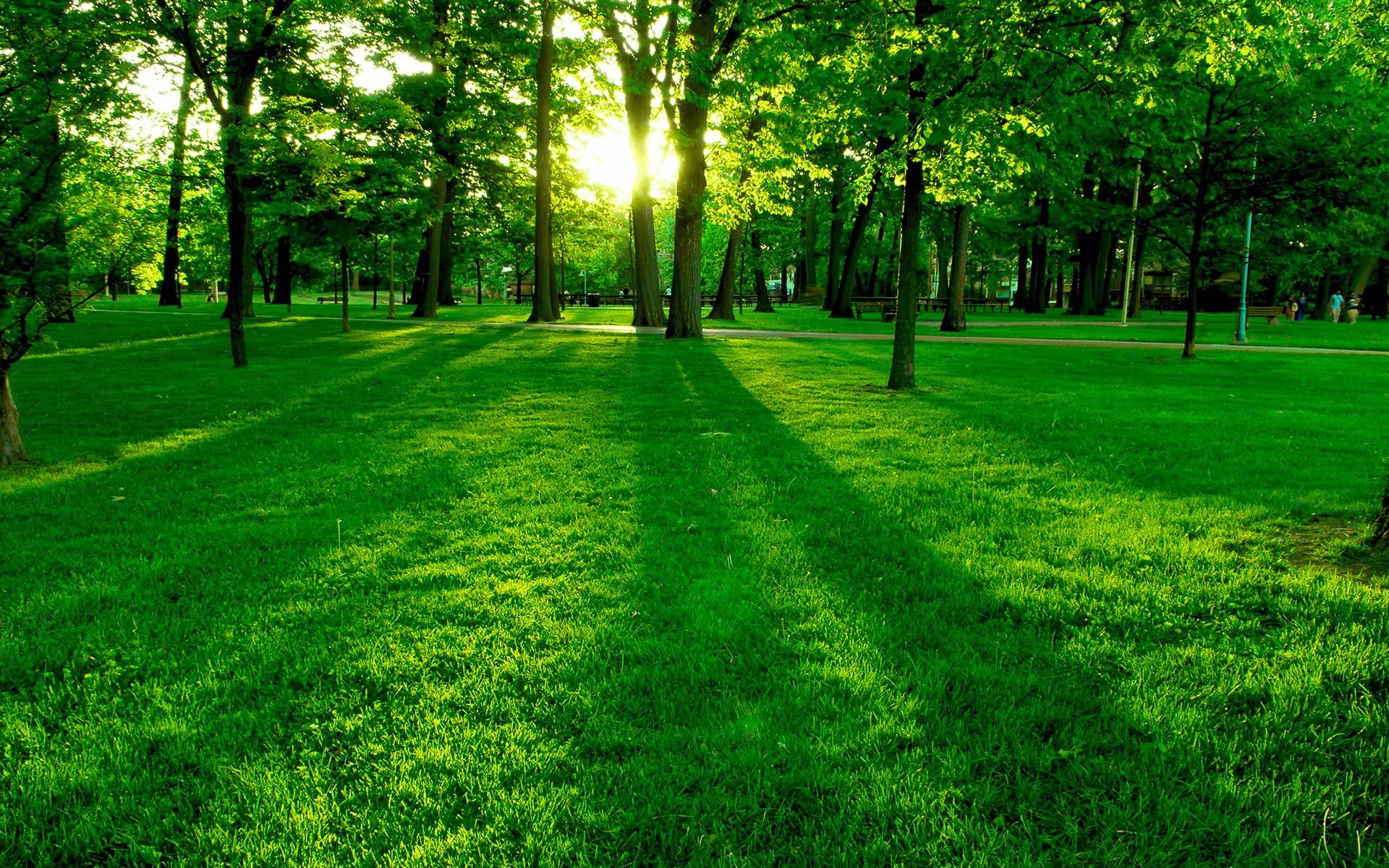 Photography Nature Landscape Plants Trees Branch Sunrise Green