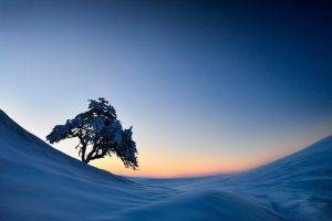 trees, Winter, Snow, Landscape