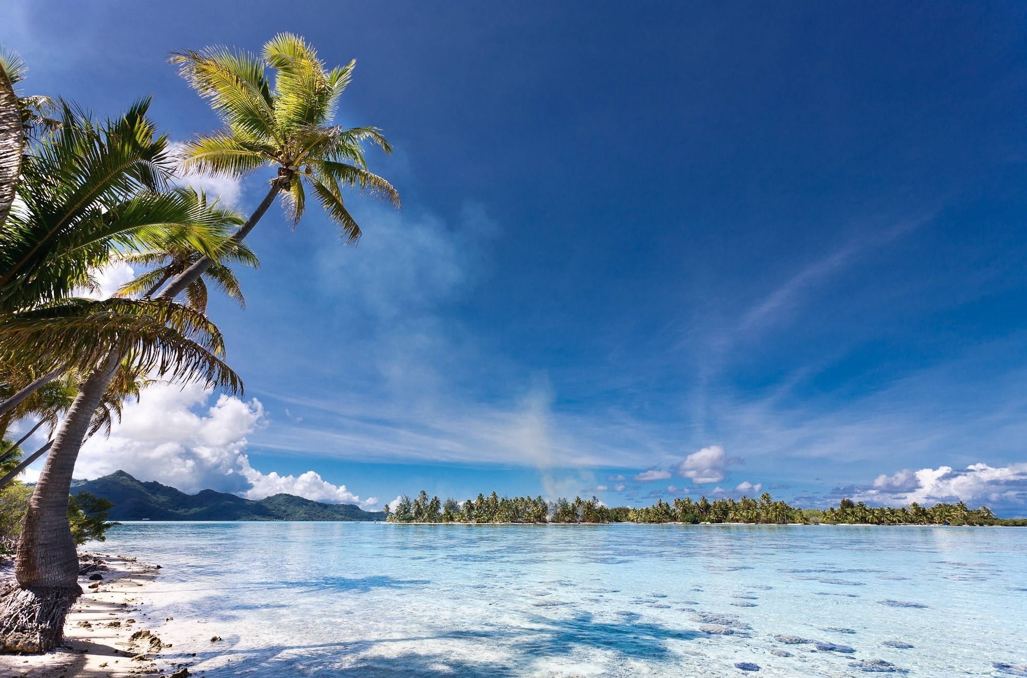 landscape, Nature, Beach, Palm Trees, Island, Sea, Tropical, Eden, Mountain, Summer, French Polynesia Wallpaper