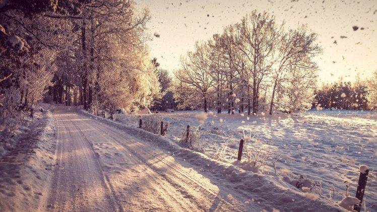 photography, Landscape, Nature, Winter, Trees, Snow, Plants, Branch, Road HD Wallpaper Desktop Background