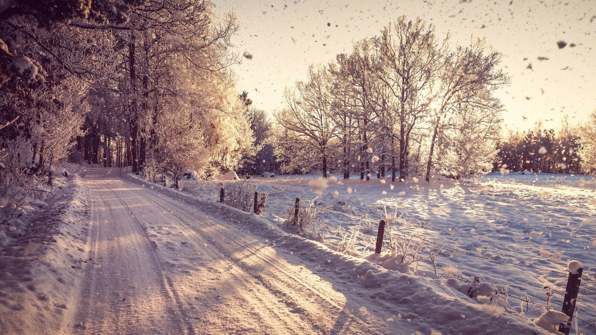 photography, Landscape, Nature, Winter, Trees, Snow, Plants, Branch, Road Wallpaper