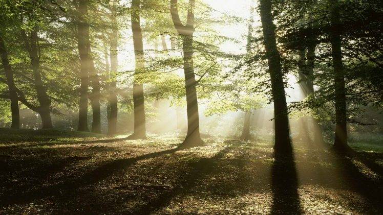 photography, Landscape, Nature, Forest, Trees, Sun Rays HD Wallpaper Desktop Background
