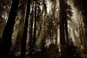 photography, Landscape, Nature, Forest, Trees, Plants, Sepia, Sun Rays