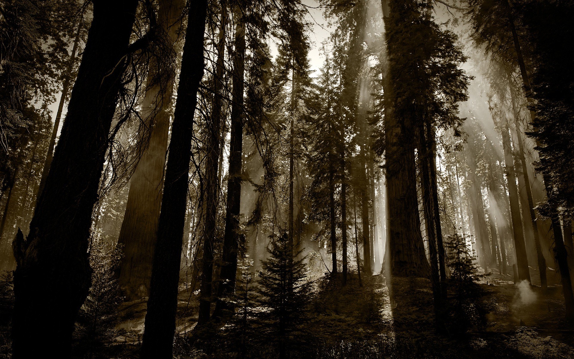 photography, Landscape, Nature, Forest, Trees, Plants, Sepia, Sun Rays Wallpaper