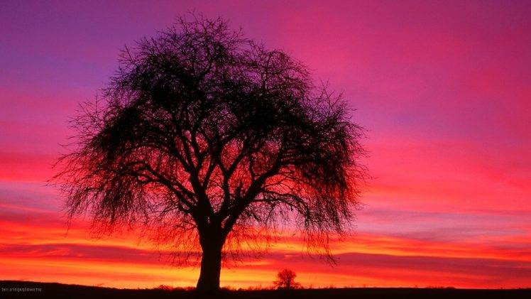 trees, Sunset, Sky, Shilouettes, Nature, Landscape HD Wallpaper Desktop Background