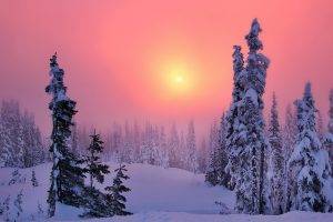 winter, Snow, Trees, Forest, Sun, Sunset, Sky, Landscape, Nature