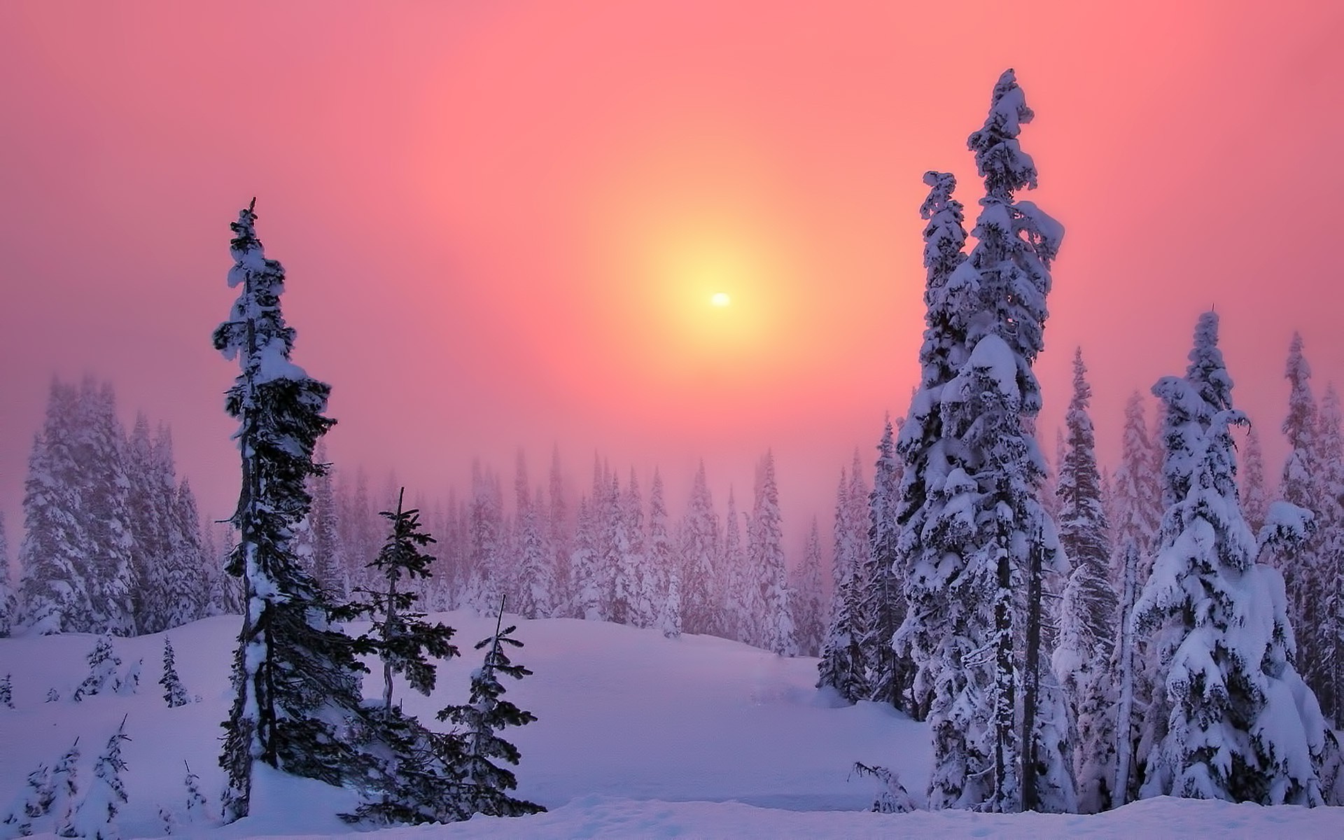 winter, Snow, Trees, Forest, Sun, Sunset, Sky, Landscape, Nature Wallpaper