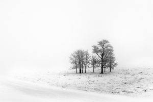 winter, Landscape, Ice, Snow, Trees