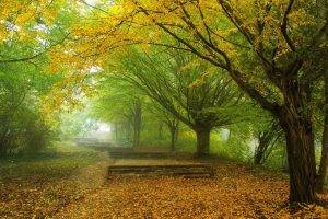 nature, Landscape, Mist, Morning, Trees, Fall, Leaves, Park, Yellow, Green, Path, Walkway