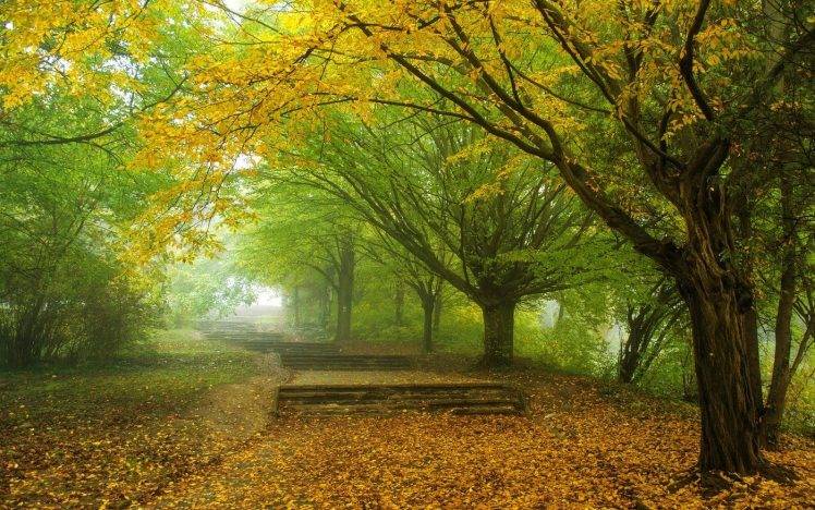 nature, Landscape, Mist, Morning, Trees, Fall, Leaves, Park, Yellow, Green, Path, Walkway HD Wallpaper Desktop Background