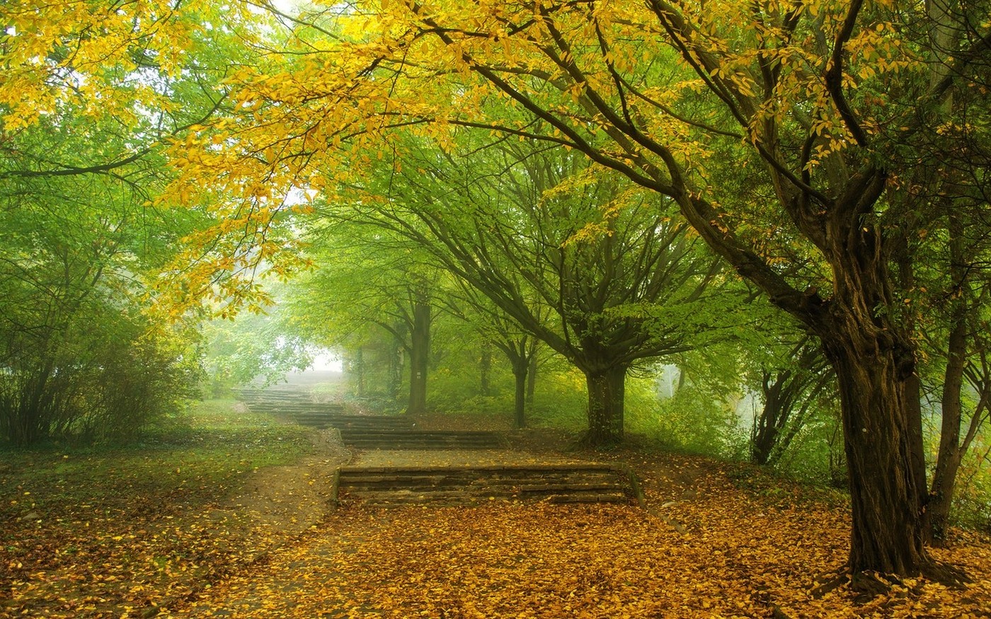 nature, Landscape, Mist, Morning, Trees, Fall, Leaves, Park, Yellow