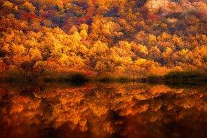 nature, Landscape, Fall, Forest, Lake, Reflection, Yellow, Amber, Trees, Shrubs, Pennsylvania