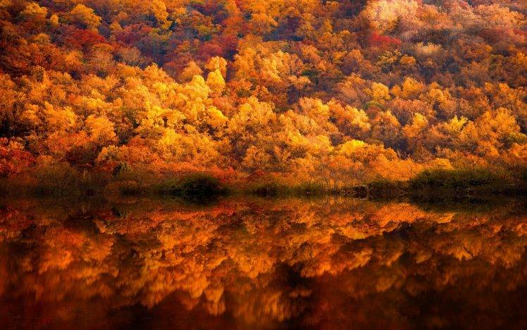 nature, Landscape, Fall, Forest, Lake, Reflection, Yellow, Amber, Trees, Shrubs, Pennsylvania HD Wallpaper Desktop Background