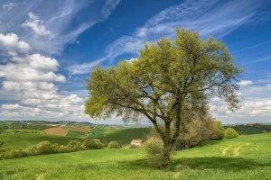 Italy, Trees, Landscape, Field