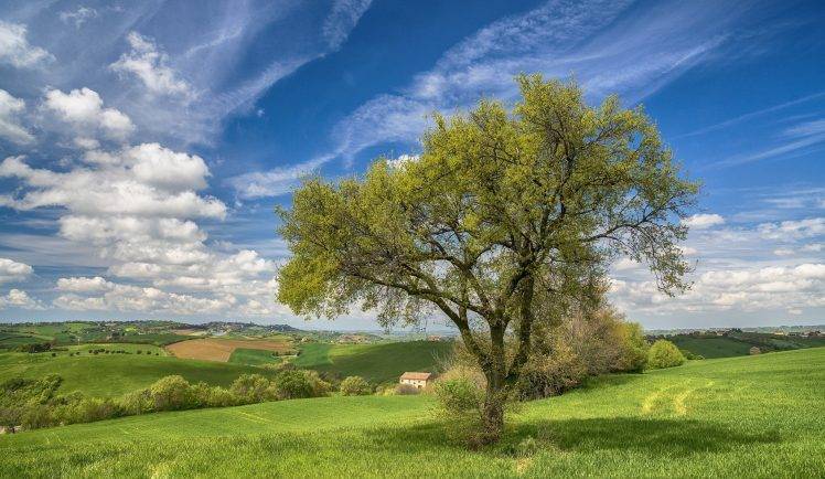 Italy, Trees, Landscape, Field HD Wallpaper Desktop Background