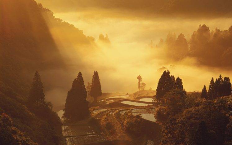 photography, Nature, Landscape, Mist, Plants, Trees, Rice Paddy HD Wallpaper Desktop Background