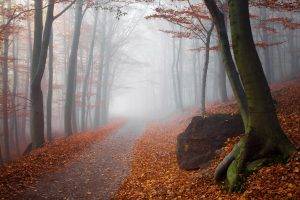 landscape, Nature, Fall, Mist, Forest, Path, Sunrise, Trees, Leaves, Sunlight