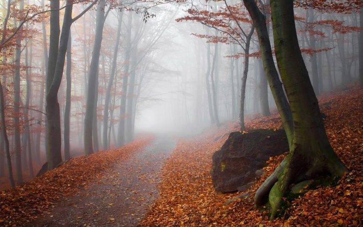 landscape, Nature, Fall, Mist, Forest, Path, Sunrise, Trees, Leaves, Sunlight HD Wallpaper Desktop Background