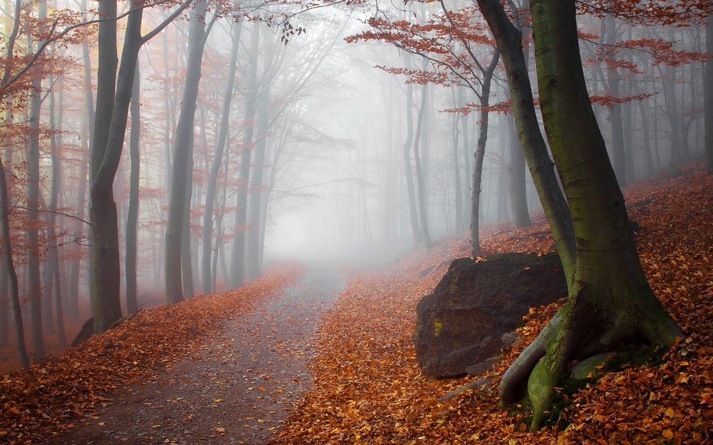 landscape, Nature, Fall, Mist, Forest, Path, Sunrise, Trees, Leaves, Sunlight Wallpaper