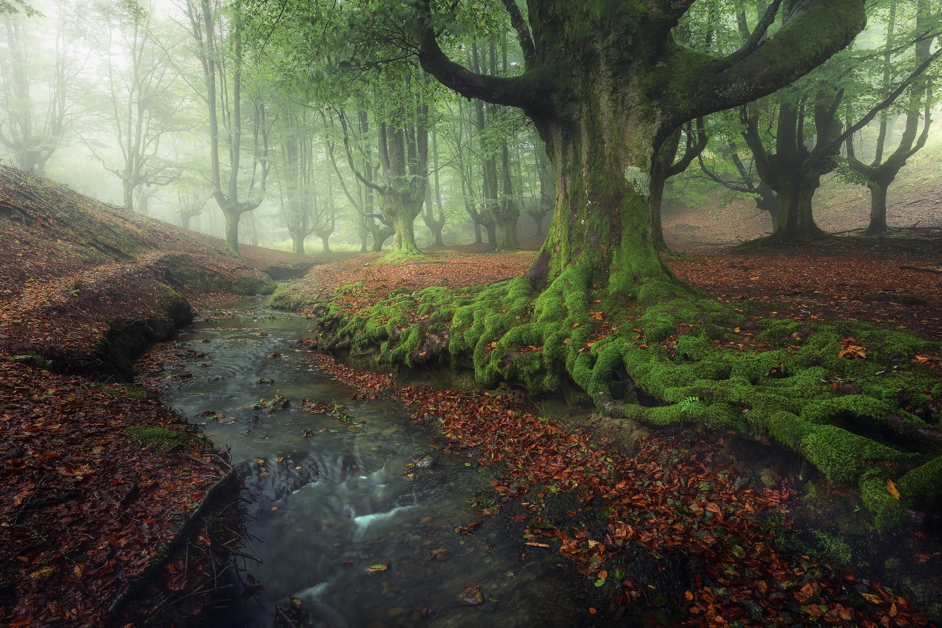 nature, Landscape, Forest, Creeks, Sunrise, Mist, Moss, Leaves, Fall, Hill, Sunlight, Trees, Spain Wallpaper