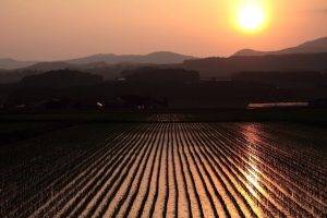 photography, Landscape, Nature, Field, Sunset, Rice Paddy
