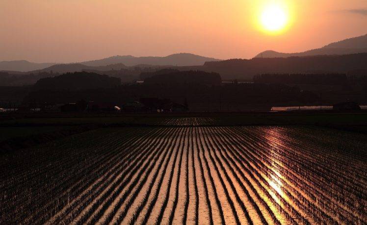 photography, Landscape, Nature, Field, Sunset, Rice Paddy HD Wallpaper Desktop Background