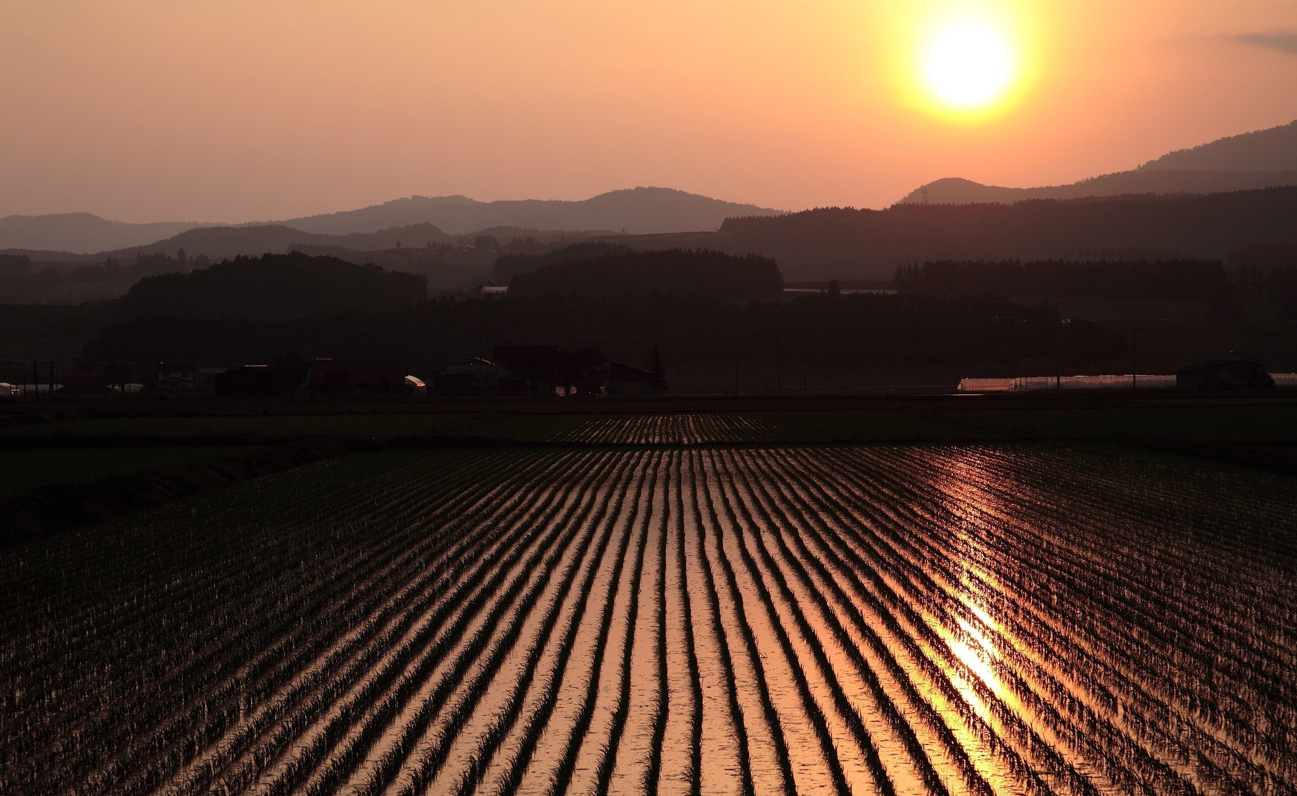 photography, Landscape, Nature, Field, Sunset, Rice Paddy Wallpaper
