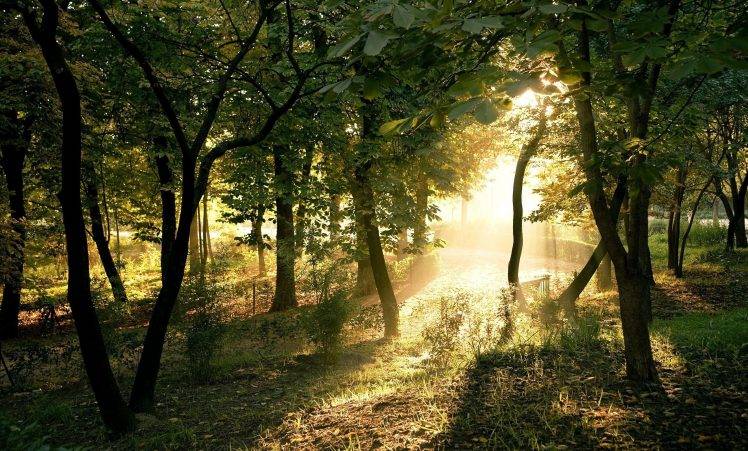 photography, Nature, Plants, Trees, Landscape, Sun Rays, Forest, Summer HD Wallpaper Desktop Background