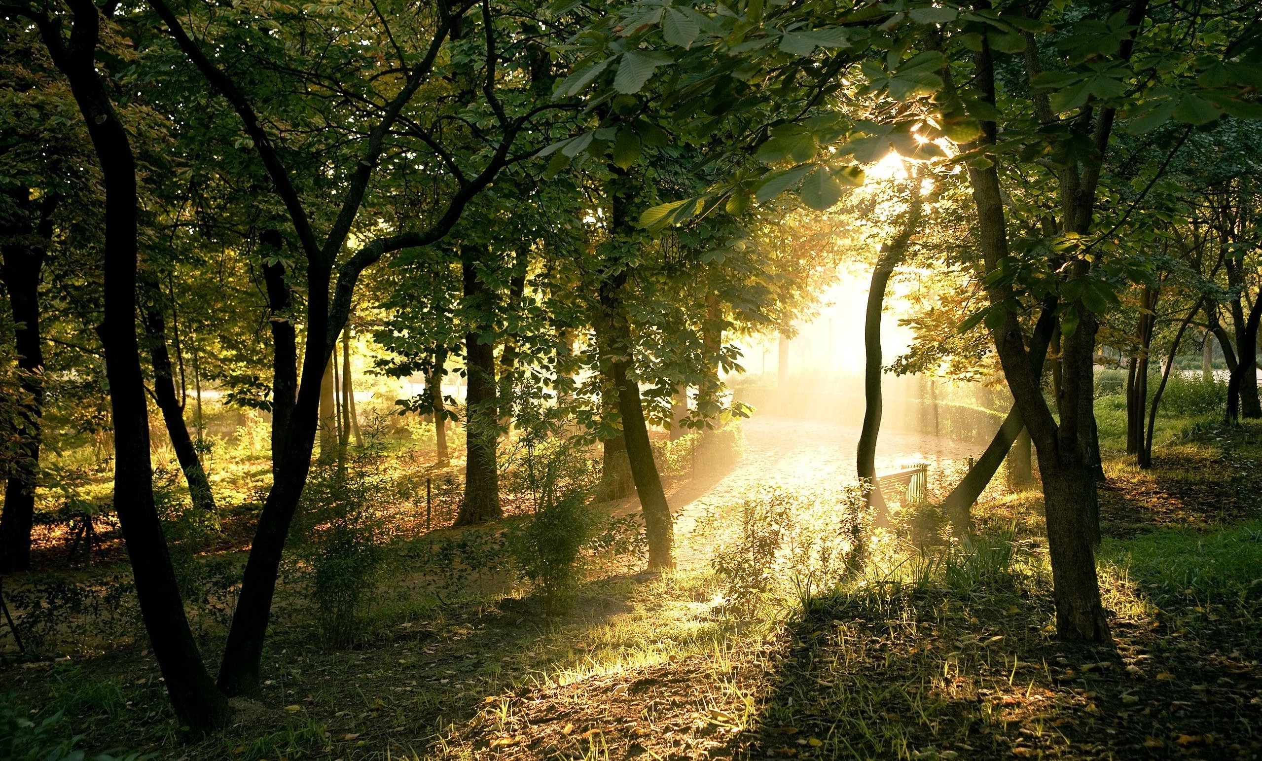 photography, Nature, Plants, Trees, Landscape, Sun Rays, Forest, Summer