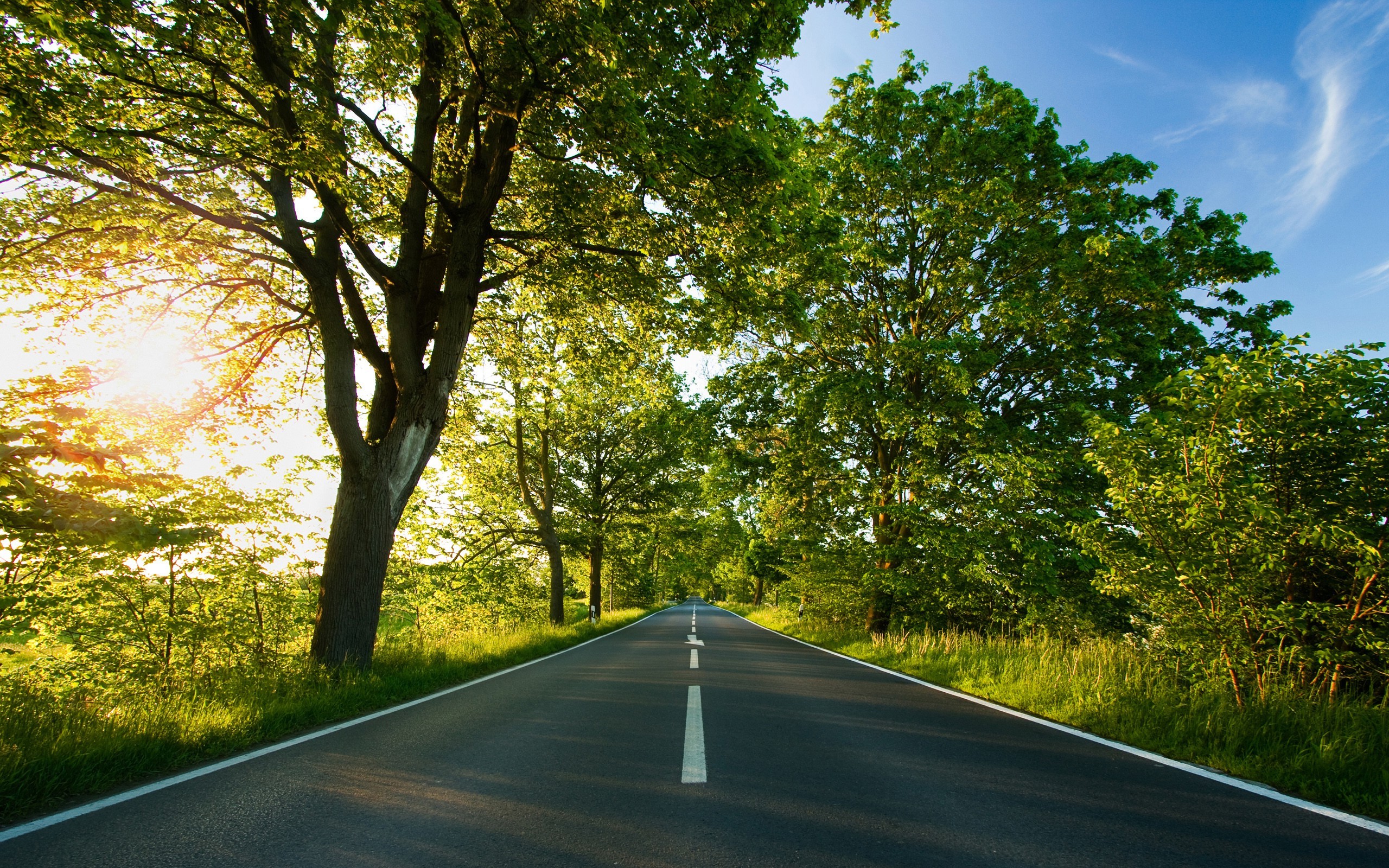 photography, Nature, Plants, Trees, Landscape, Road, Sun, Summer Wallpaper