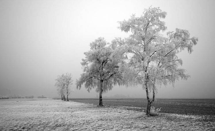 photography, Nature, Trees, Landscape, Winter, Field, Frost HD Wallpaper Desktop Background