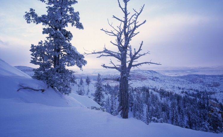 photography, Trees, Landscape, Winter, Snow HD Wallpaper Desktop Background