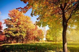 photography, Landscape, Park, Trees, Grass, Fall
