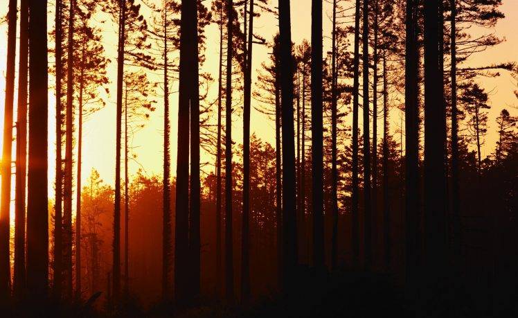 photography, Landscape, Nature, Plants, Trees, Forest, Sunset HD Wallpaper Desktop Background