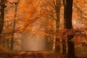 nature, Landscape, Forest, Fall, Mist, Path, Amber, Leaves, Trees, Atmosphere, Daylight, Morning