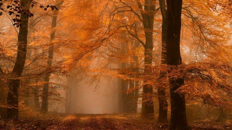 nature, Landscape, Forest, Fall, Mist, Path, Amber, Leaves, Trees, Atmosphere, Daylight, Morning HD Wallpaper Desktop Background