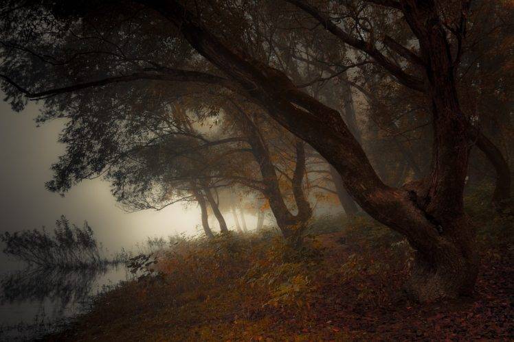 nature, Landscape, Lake, Sunrise, Mist, Trees, Fall, Leaves HD Wallpaper Desktop Background