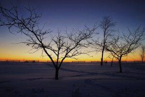 photography, Winter, Snow, Landscape, Trees, Nature, Sunrise