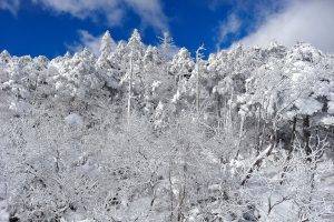 trees, Winter, Snow, Landscape